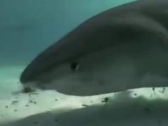 深海世界全息影像已實(shí)現(xiàn),全息地圖